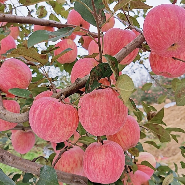 甘肃高原红富士苹果 条纹红苹果，产地直销