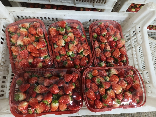 徐州奶油草莓