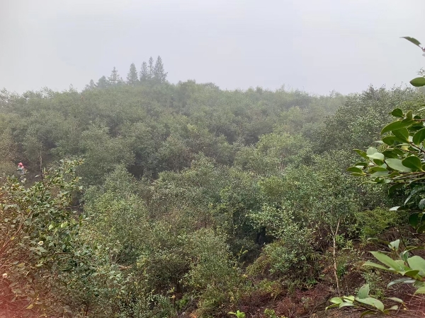 湖南衡阳衡东县高山山茶油