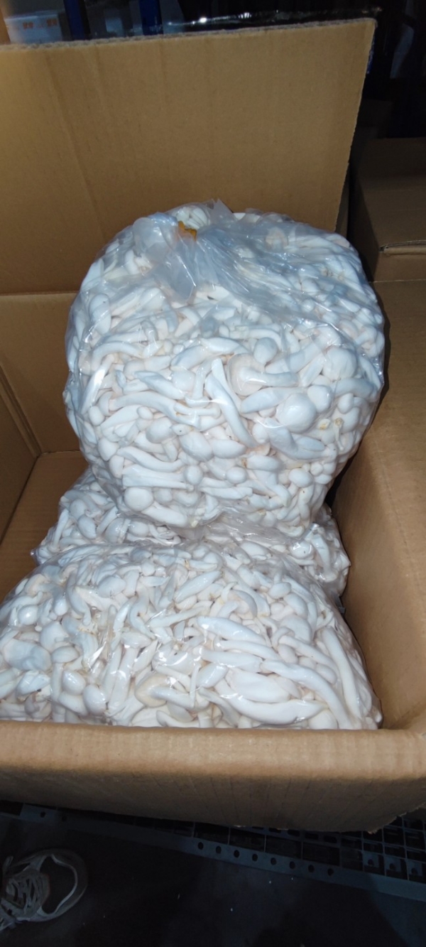 成都丰科生物科技有限公司专业生产白玉菇和蟹味菇