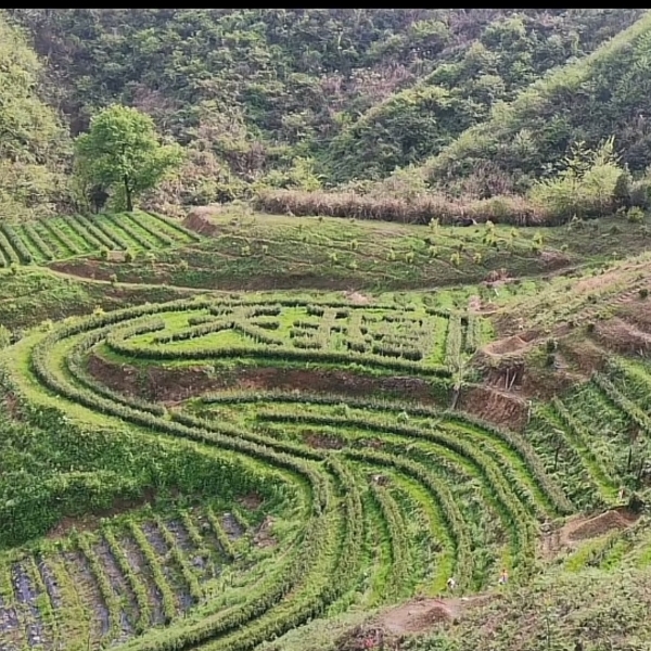 产地安徽东至，皖南天然无公害茶叶