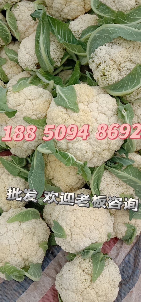 1-5斤/颗  2.6元/斤 白花菜花 产地直销