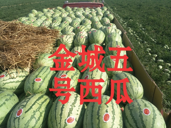 新疆昌吉西瓜🍉，