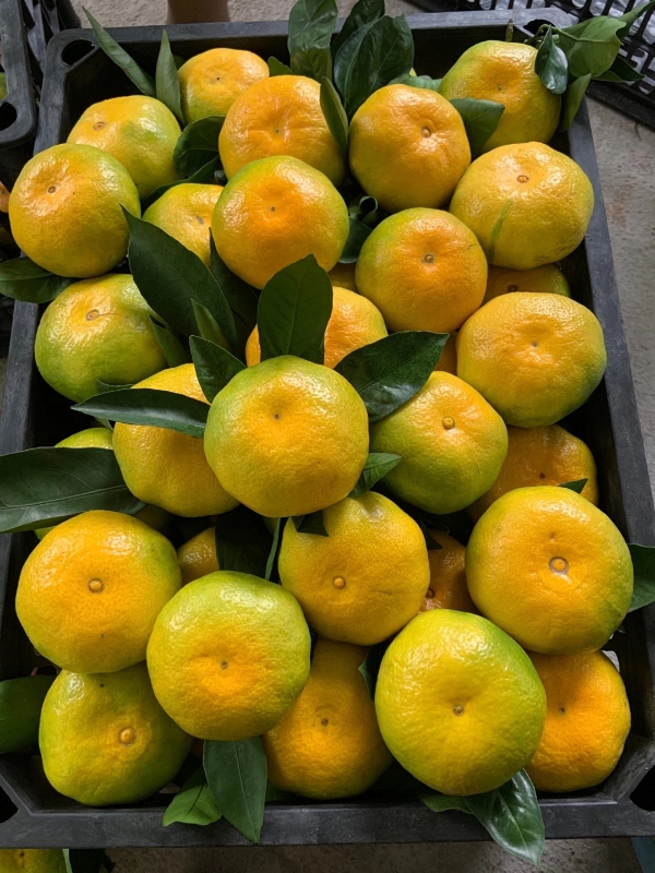 蜜桔特早蜜橘高山蜜桔产地大量供应一手货源保质保量