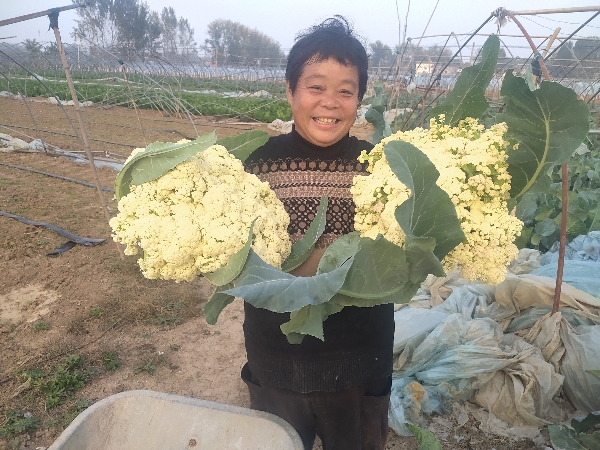 供应花菜,安徽阜阳界首市