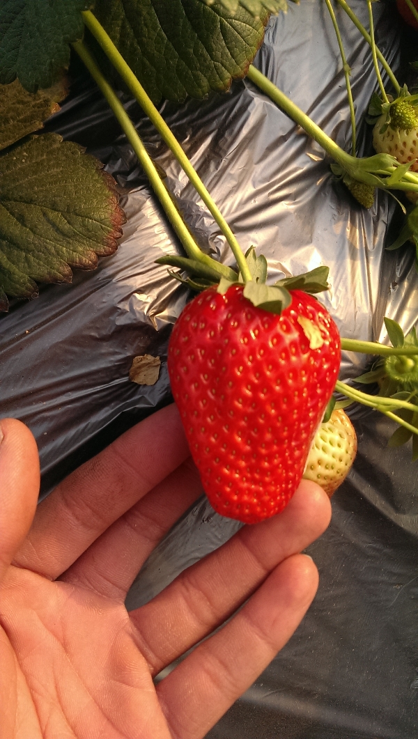 基地供应草莓苗 红颜，章姬，妙香7号，随珠