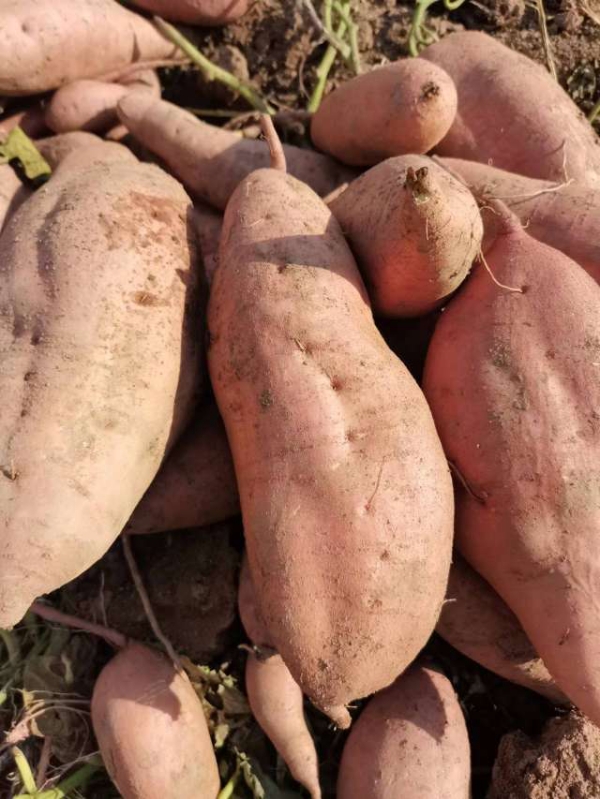 供应红薯,河南鹿邑 大量现货 产地一手货源