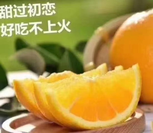 芷江产业基地优质冰糖橙