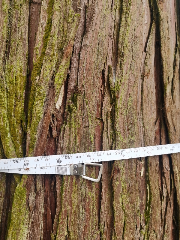 棺材原木（贵州本地杉）直径36—52