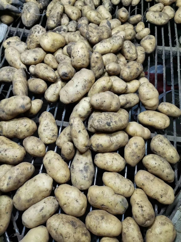 出售黑龙江土豆荷兰系列，尤金885。