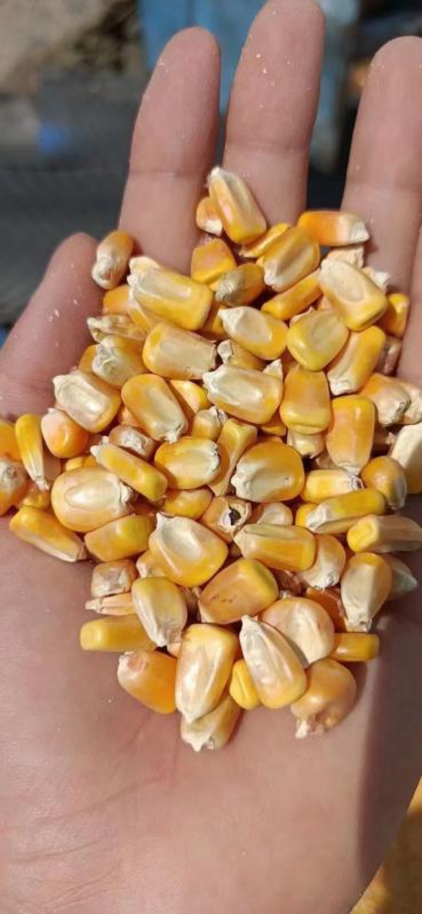 2020年干玉米通货，容重700－720水份14