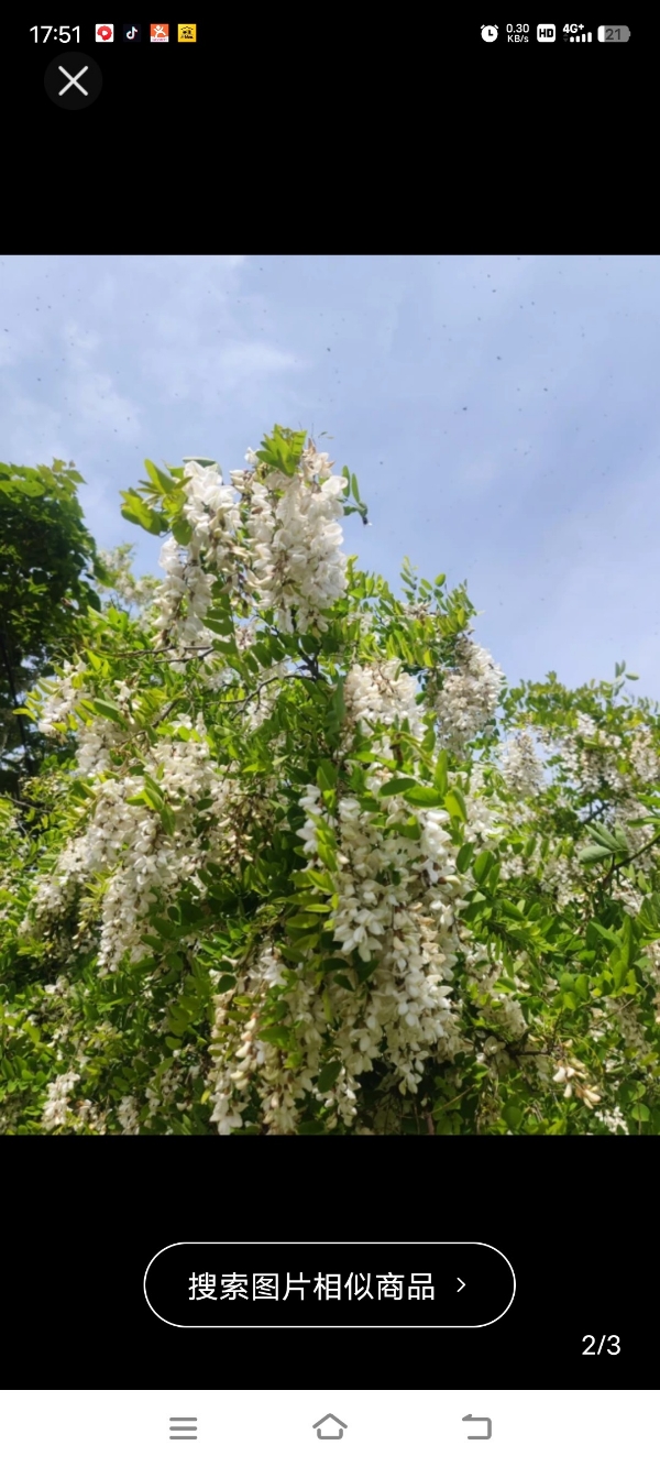 陕西洋槐蜂蜜