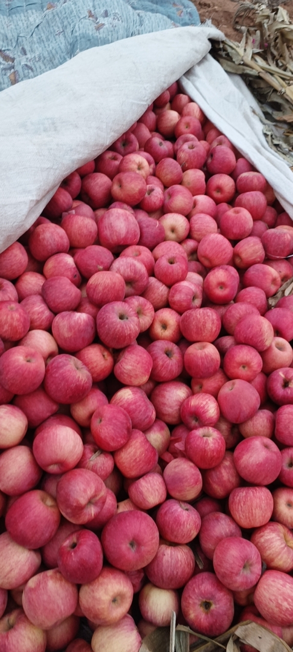 产地苹果🍎葫芦岛绥中！货源充足！