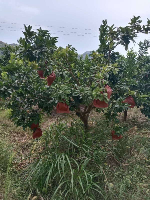 三红柚