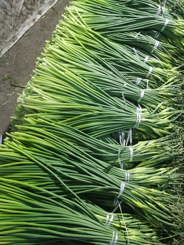 优质蒜苔，规格丰富，产地直供，支持全国发货