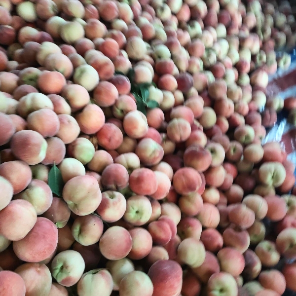 毛桃，大量供用各种毛桃产地