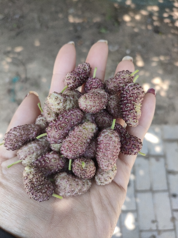 山东德州夏津桑椹