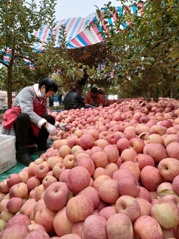 陕西省渭南市白水县白水红富士苹果