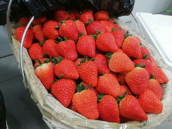 安徽长丰红颜草莓批发零售，代收代购。