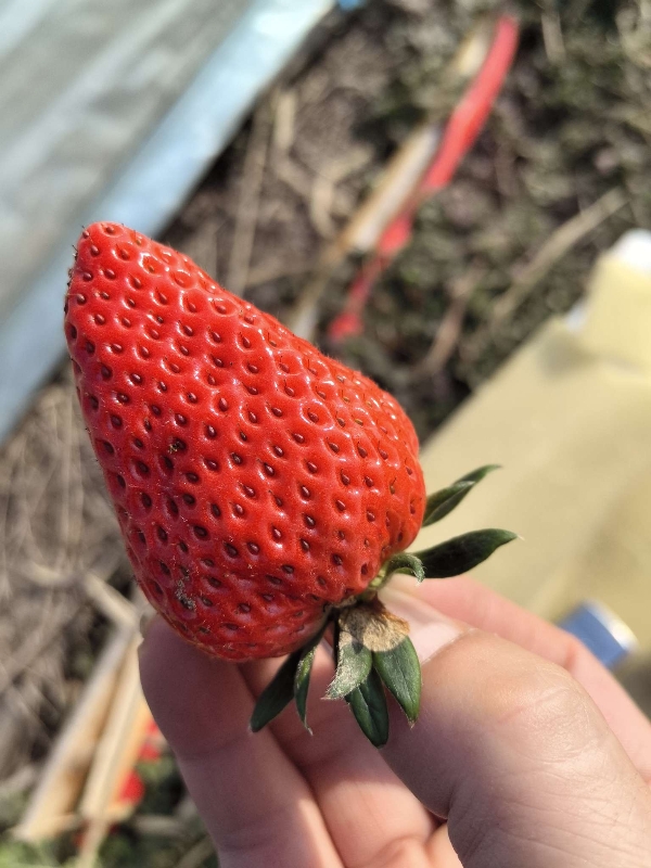 安徽北部原产地草莓。