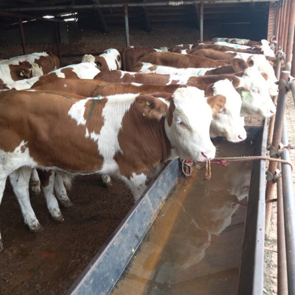 出售育肥肉牛犊西门塔尔牛品种好生长快