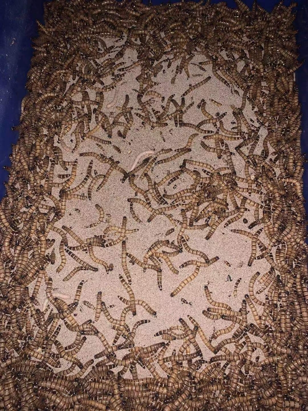 大麦虫蛋白虫黄粉虫面包虫养殖场直供