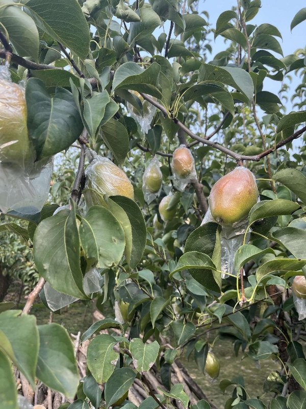 河北红香酥