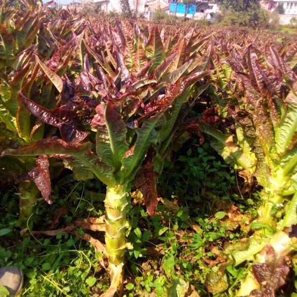 供应莴苣,贵州省毕节市青杠林种植基地