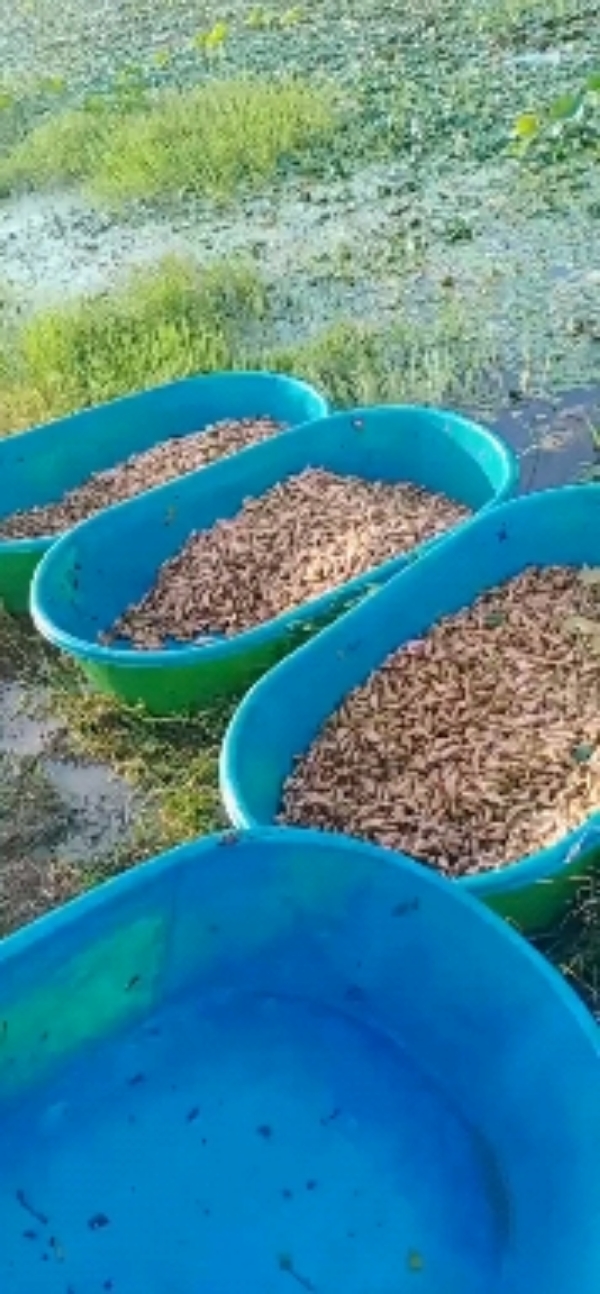 菱角  湖北省天门市干驿镇菱角种植基地