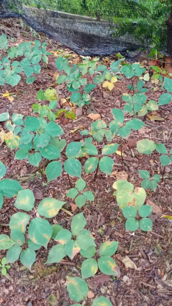 云南高杆纯滇重楼种苗基地现挖量大