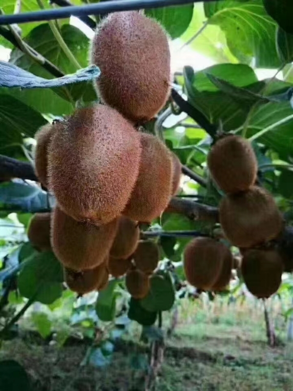 徐香猕猴桃预定中🥝 🥝 
自家种植，果园直供！