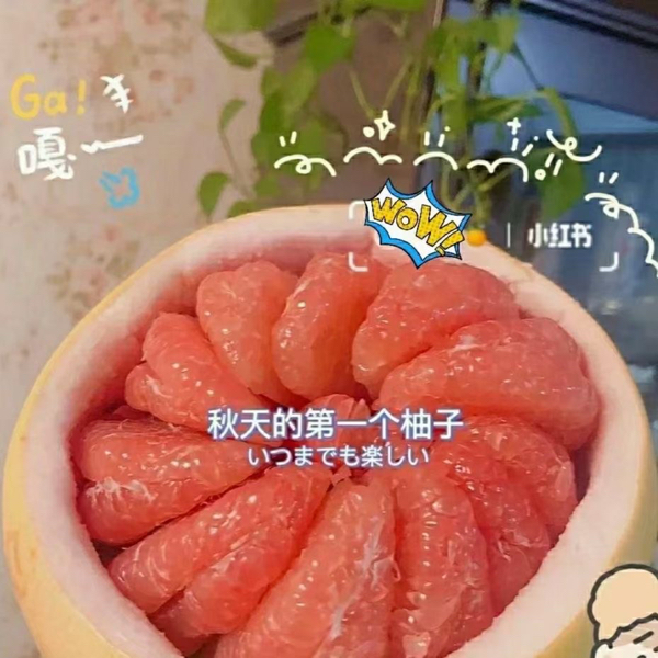 广西容县三红蜜柚