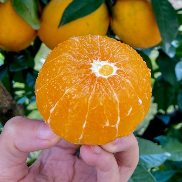 秭归脐橙秋橙九月红果冻橙当季橙子现摘现发一件代发
