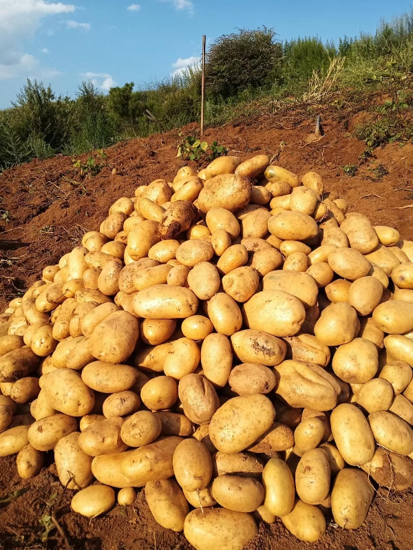 贵州威宁，云薯104土豆