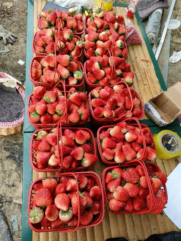 红颜草莓🍓