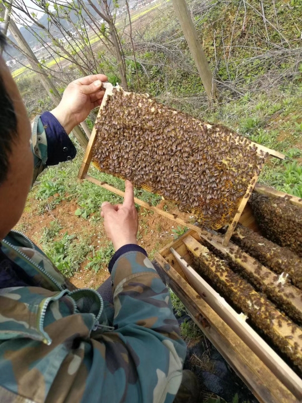 湖南湘潭，中蜂蜂蜜。13875209898