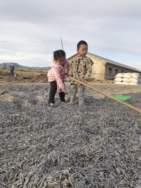 赤峰食葵363，全部色选高货，千粒重190