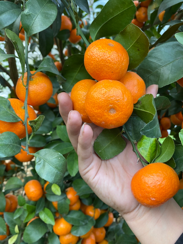 【大量供应】广西桂林砂糖橘专业代办一条龙欢迎批发