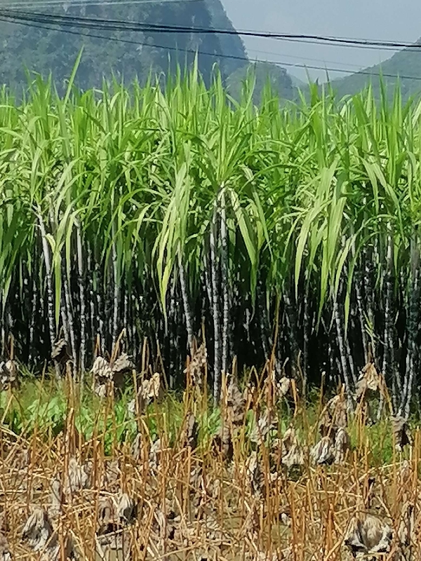 广西柳州甘蔗