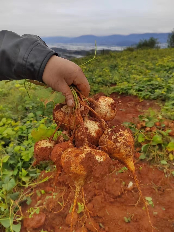 凉山樟木红土地土瓜