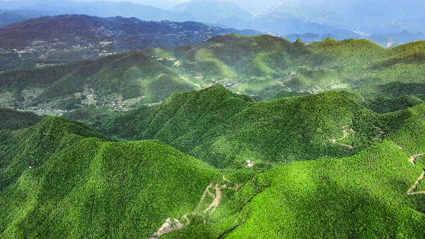 四川大巴山乌天麻