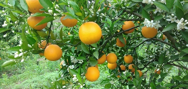 广西贺州夏橙种植基地