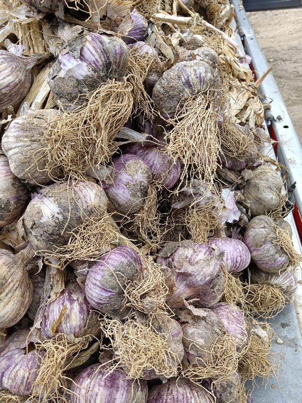 甘肃省庆阳市的紫皮大蒜
