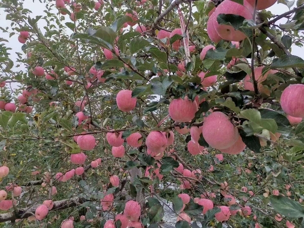 产地：陕西省洛川苹果