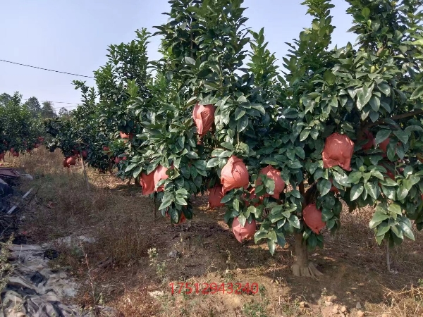 供应柚子,江西马家柚供应60000斤