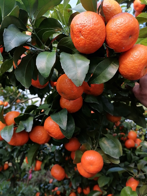 砂糖橘
4至6厘果今天开园了2万斤左右，望老板来收