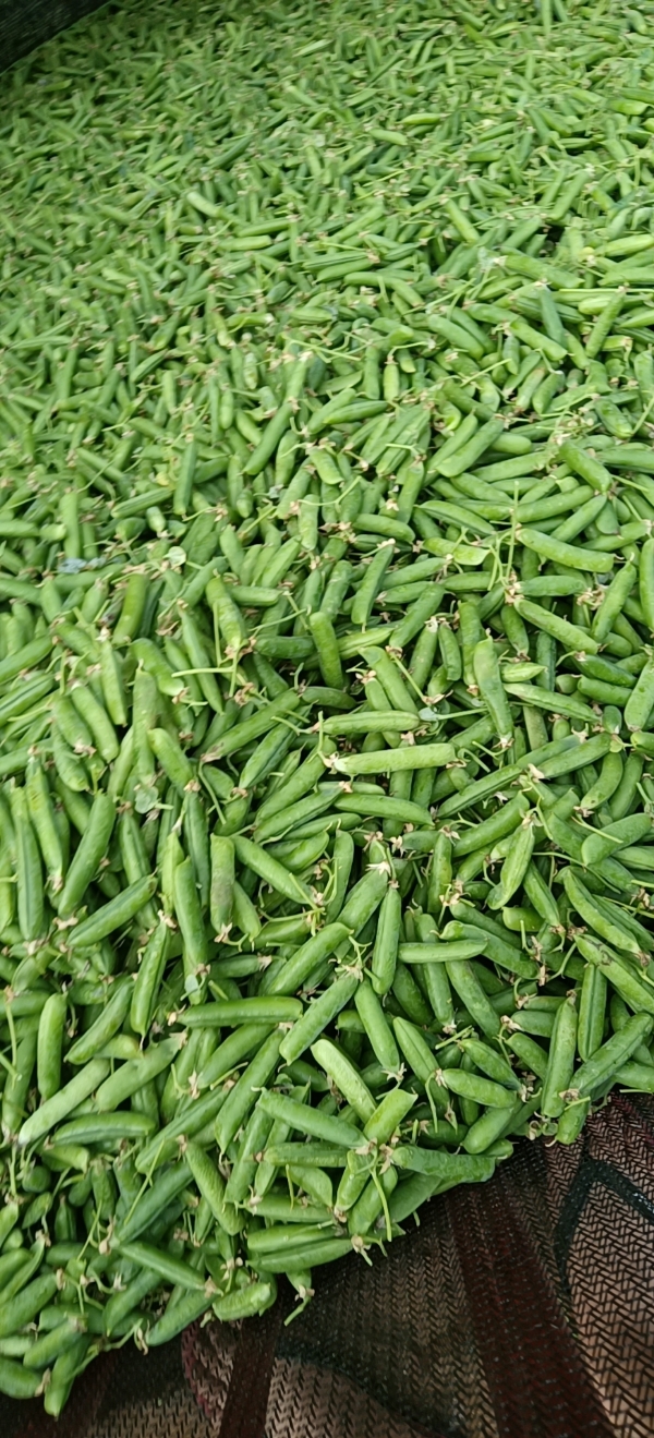 云南大理宾川，长寿人豌豆。