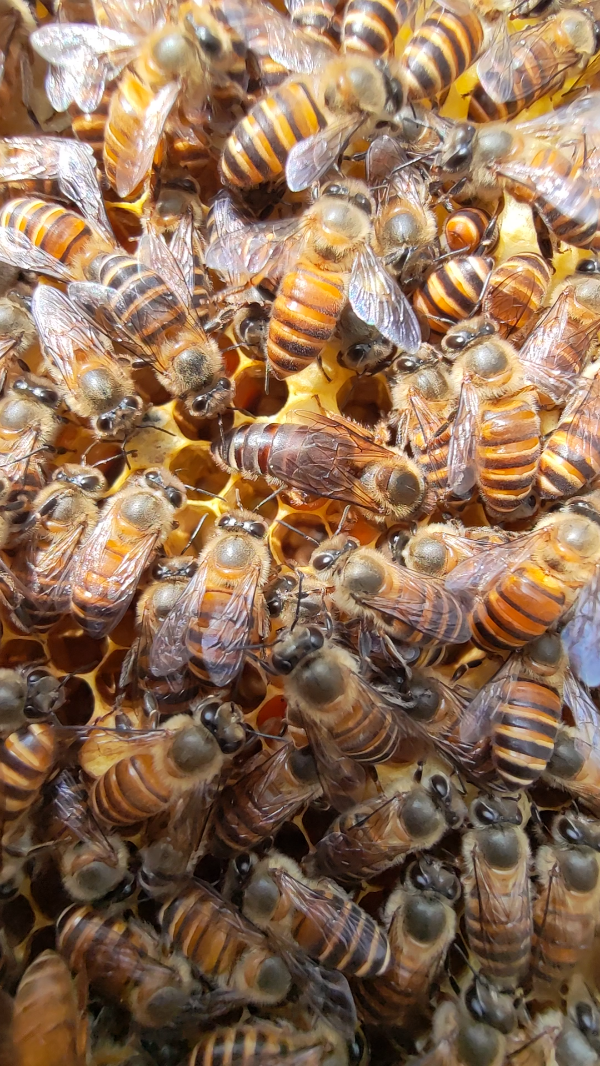 中蜂蜜，2024年新蜜
