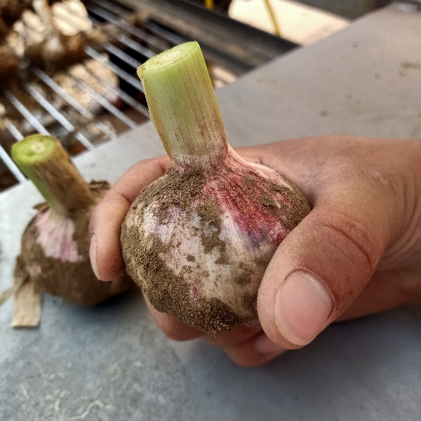 紫皮蒜 紫皮鲜大蒜 电商平台/市场批发/鲜大蒜