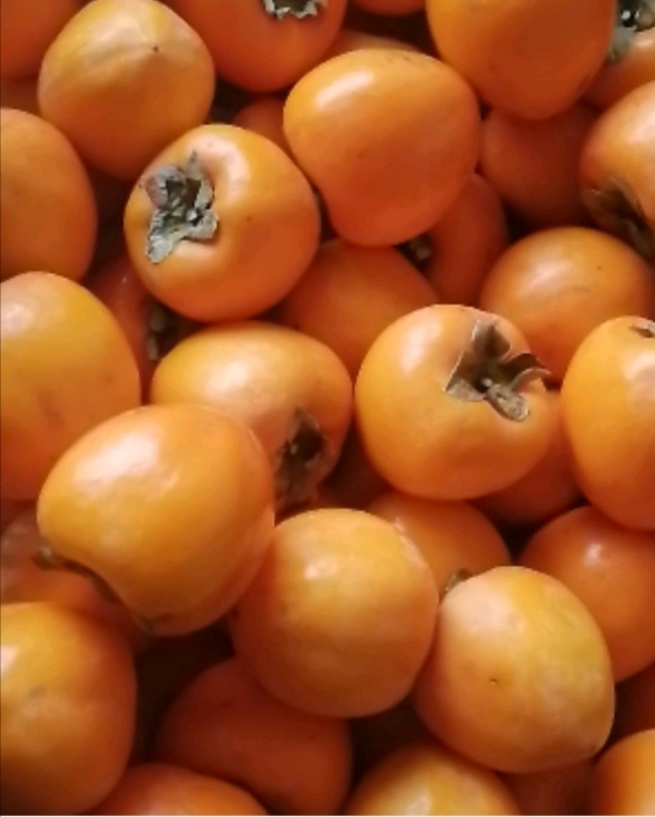 大量供应陕西咸阳淳化柿子每斤0.9元包上车